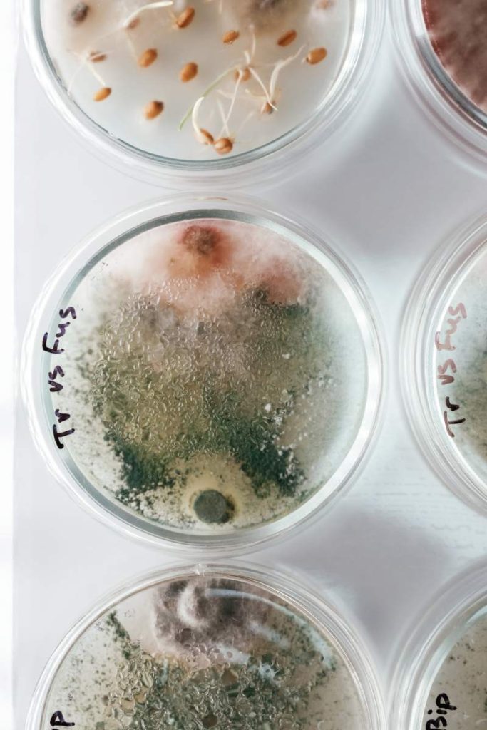 Detailed top view. Trichoderma and Sclerotinia in the laboratory in the special rounded containers.