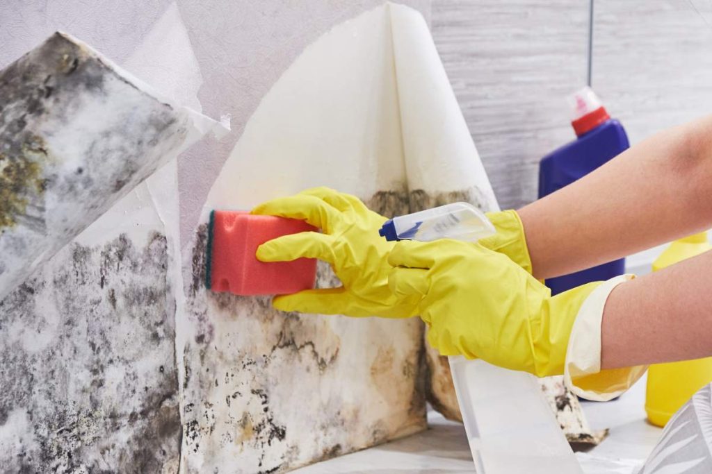 Close-up Of A Shocked Woman Looking At Mold On Wall